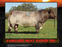 Shorthorn Country: Kamilaroi Meat Packer advertisement